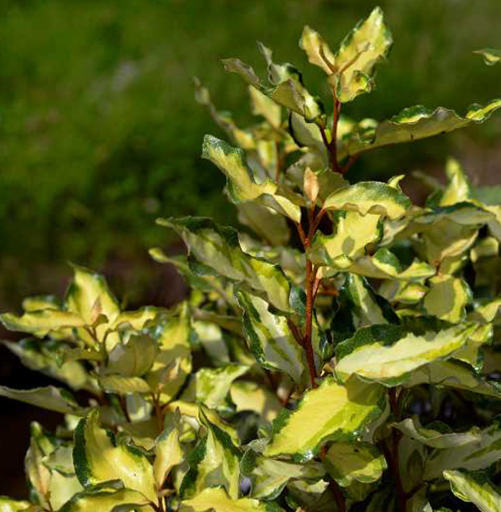 Elaeagnus ebbingei Maryline / Chalef panaché Elaeagnus