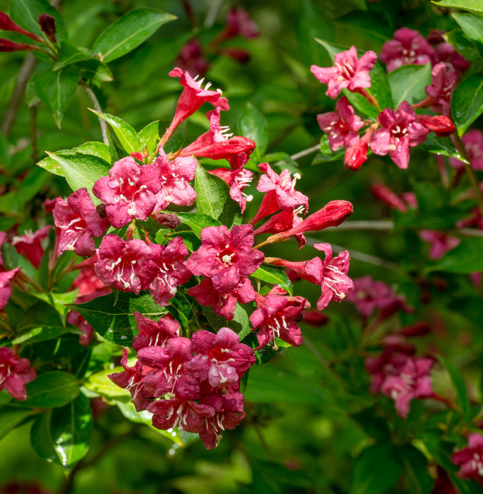 WEIGELA ‘Bristol Ruby’ / Weigela 'Bristol Ruby' Arbustes