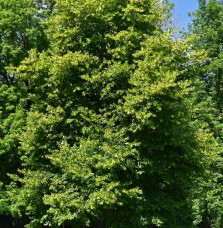 TILIA cordata / Tilleul à petites feuilles Arbres