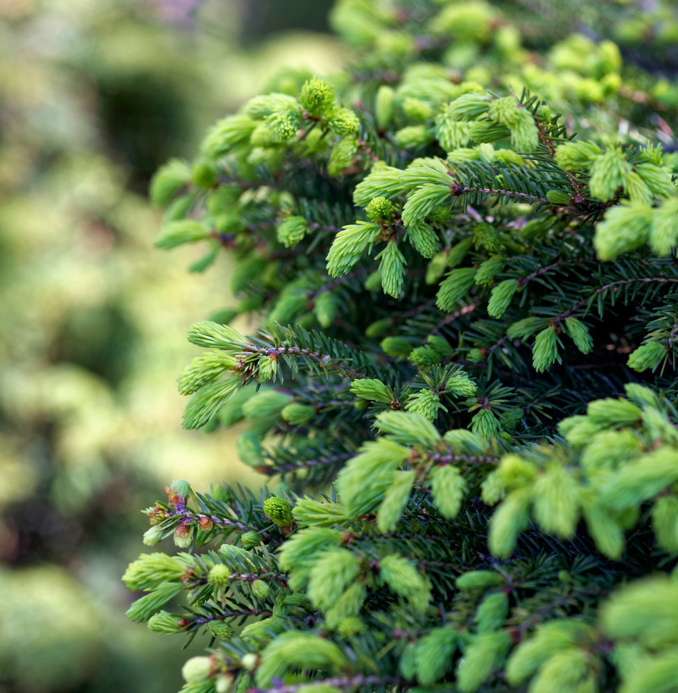 PICEA abies ‘Inversa’ / Sapin inversé 'Inversa' Coniferes