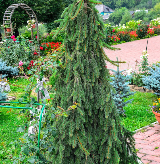 PICEA abies ‘Inversa’ / Sapin inversé 'Inversa' Coniferes