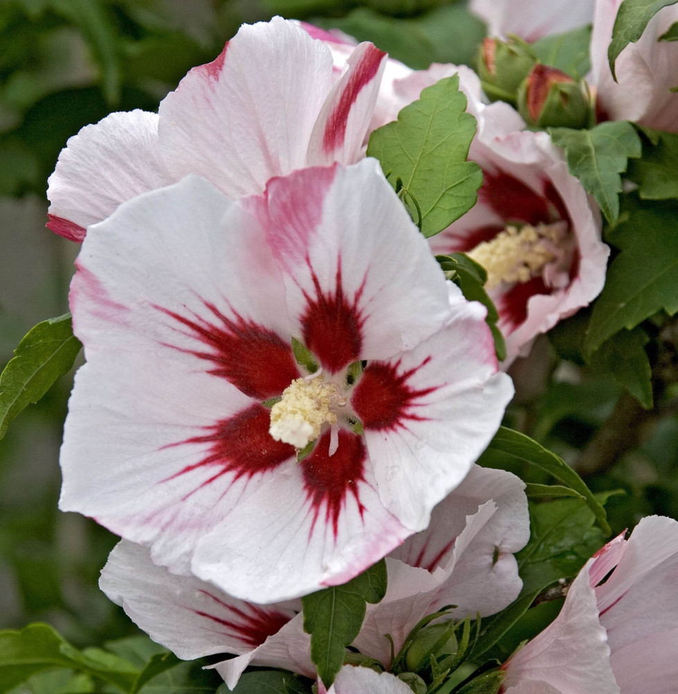 HIBISCUS syriacus ‘Hamabo’ / Mauve en arbre 'Hamabo'