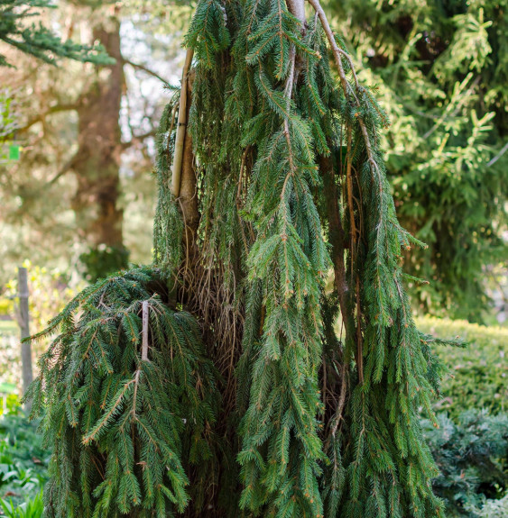 PICEA abies ‘Inversa’ / Sapin inversé 'Inversa' Coniferes