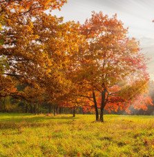 Pépinières Français PF_QUERCUS-ru QUERCUS rubra / Chêne rouge d'Amérique