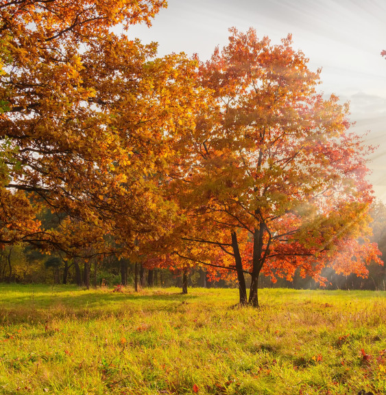 QUERCUS rubra / Chêne rouge d'Amérique Arbres