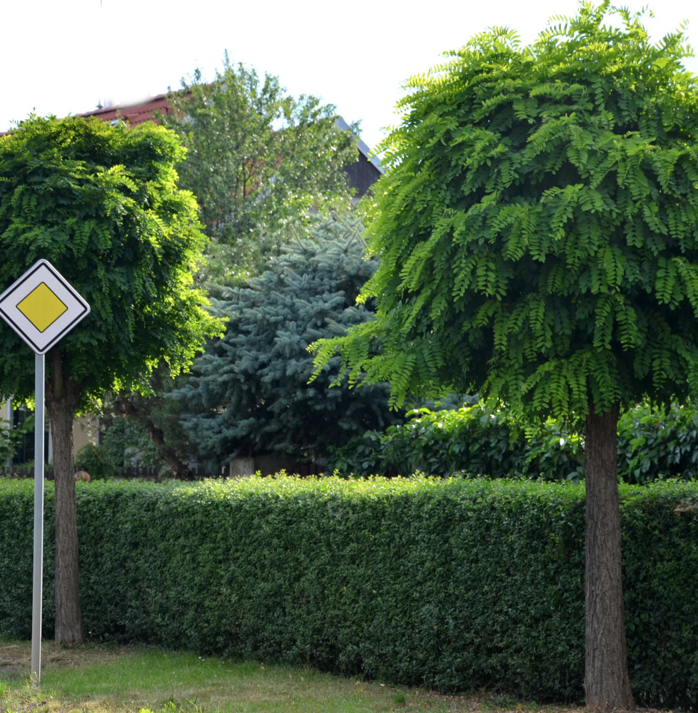 ROBINIA pseudoacacia ‘Umbraculifera’ / Acacia boule Arbres