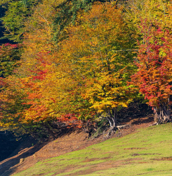 PARROTIA persica / Arbre de fer Arbres