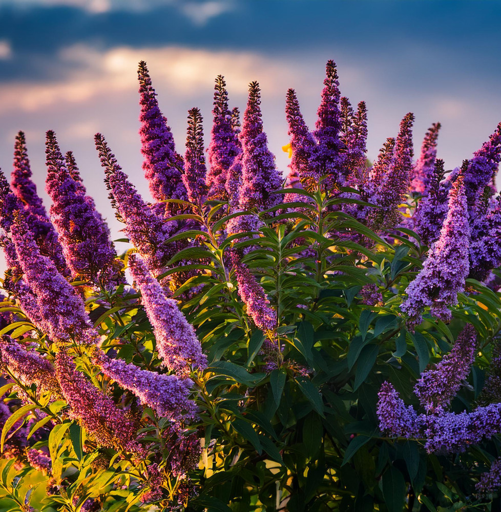 Buddleja davidii Santana / Arbre à papillons panaché Buddleja