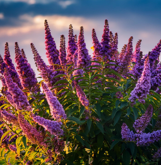 Buddleja davidii Santana / Arbre à papillons panaché Buddleja