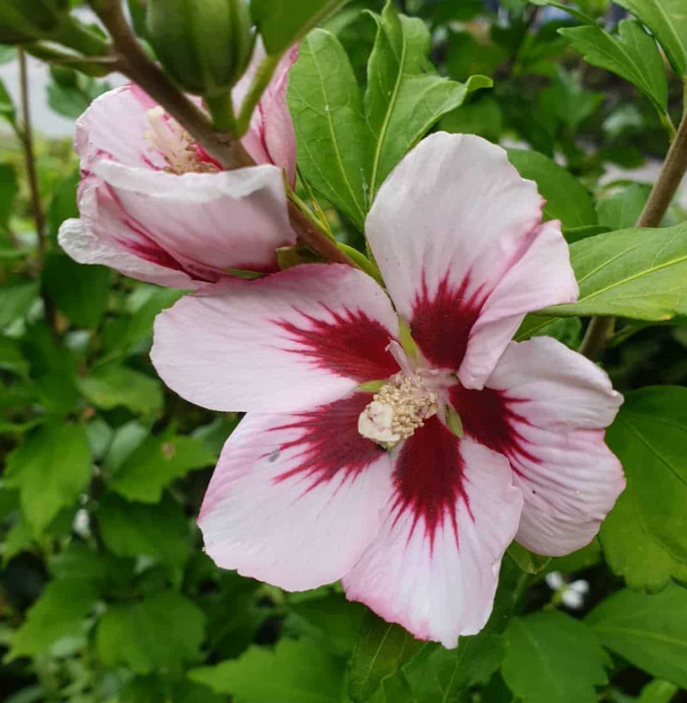 HIBISCUS syriacus ‘Hamabo’ / Mauve en arbre 'Hamabo'