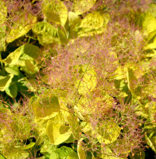 Cotinus coggygria Golden Lady / Arbre à perruque Cotinus