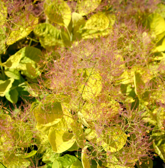 Cotinus coggygria Golden Lady / Arbre à perruque Cotinus