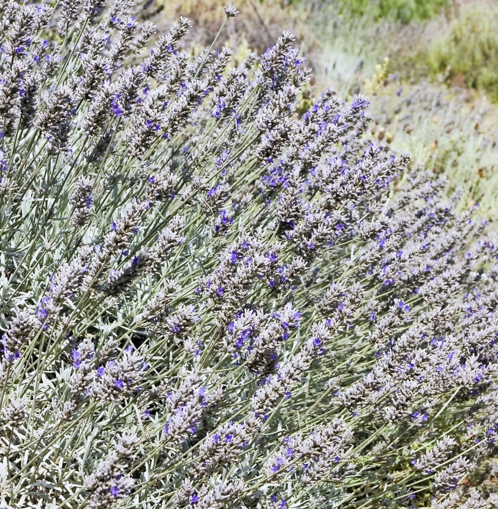 Lavandula x 'Richard Grey' / Lavande officinale Lavandula