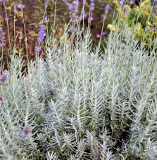 Lavandula x 'Richard Grey' / Lavande officinale Lavandula