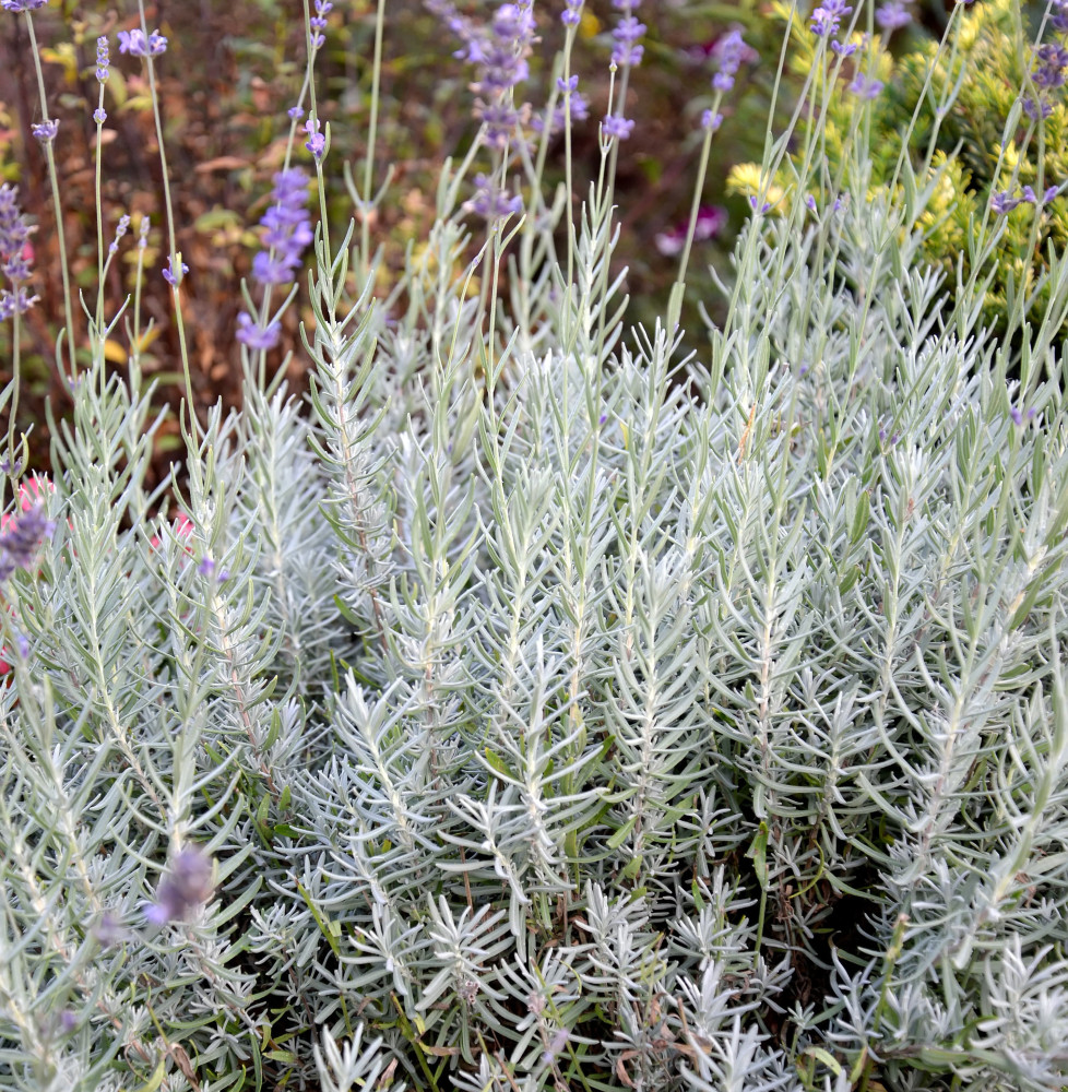 Lavandula x 'Richard Grey' / Lavande officinale Lavandula