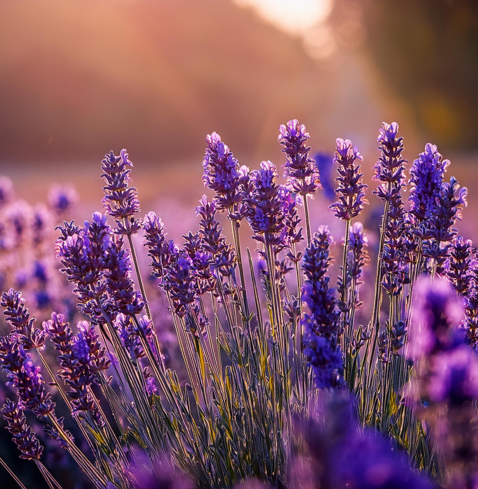 Lavandula angustifolia 'Anna' / Vraie Lavande Lavandula