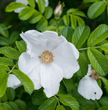 ROSA rugosa Alba / Rosier rugueux Rosa