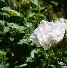 ROSA rugosa Alba / Rosier rugueux Rosa