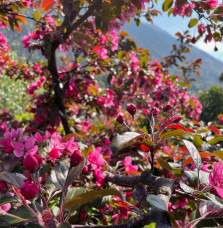 MALUS x moerlandsii 'Profusion' / Pommier d'ornement Arbres