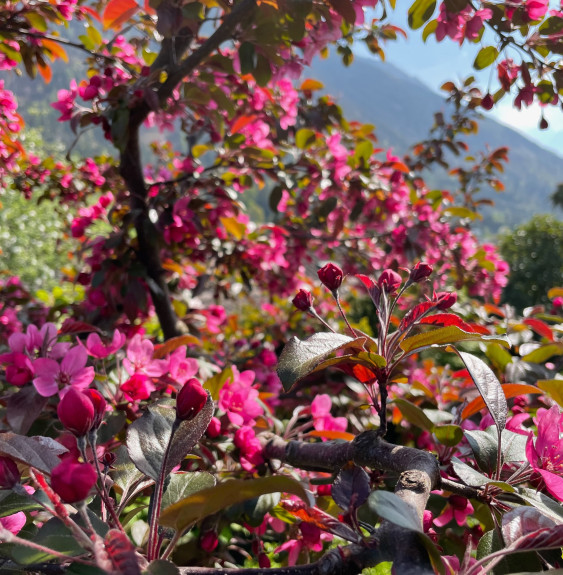 MALUS x moerlandsii 'Profusion' / Pommier d'ornement Arbres