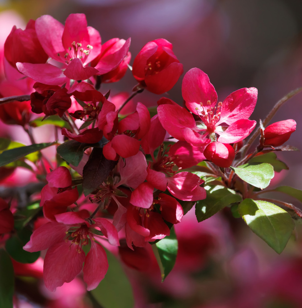 MALUS x moerlandsii 'Profusion' / Pommier d'ornement Arbres