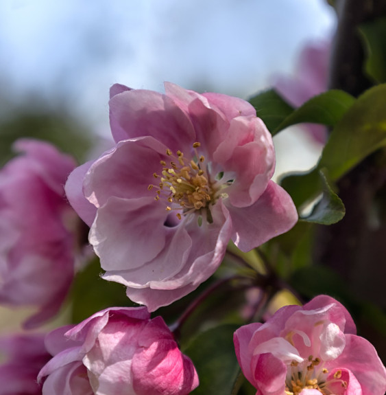 MALUS 'Van Eseltine' / Pommier d'ornement Arbustes