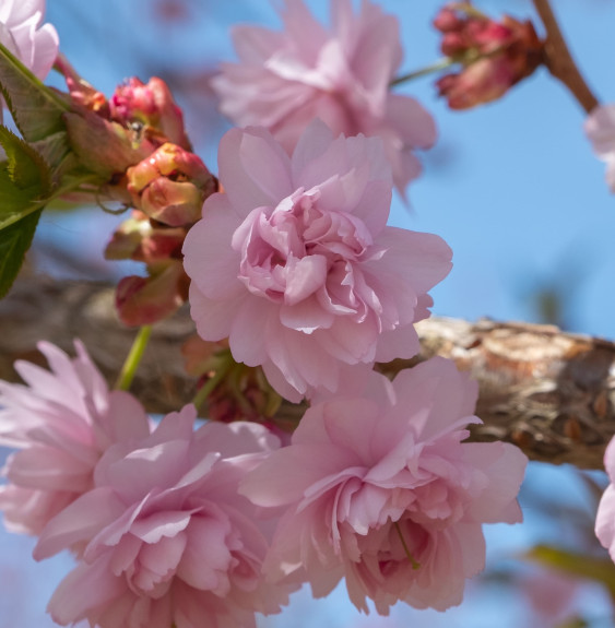 PRUNUS serrulata ‘Kiku-Shidare-Zakura’ / Cerisier du Japon pleureur...