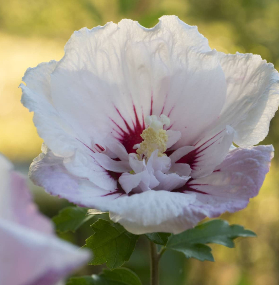 HIBISCUS syriacus ‘Hamabo’ / Mauve en arbre 'Hamabo'