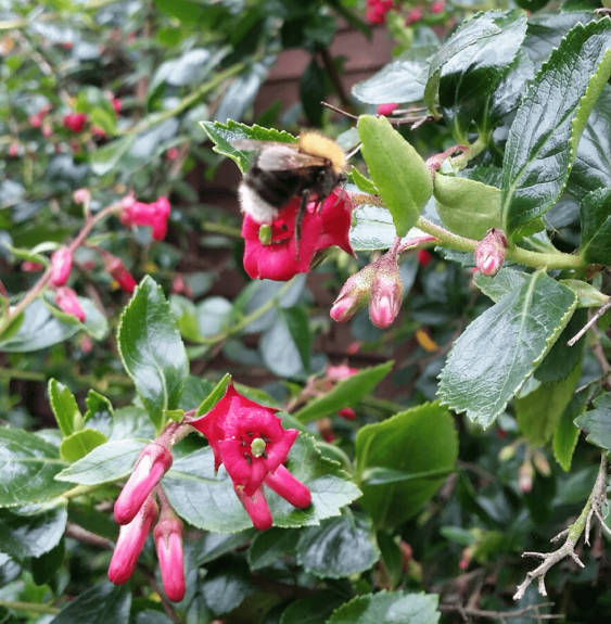 Escallonia rubra var. macrantha / Escallonia rubra macrantha Escall...