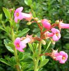 Escallonia rubra var. macrantha / Escallonia rubra macrantha Escall...