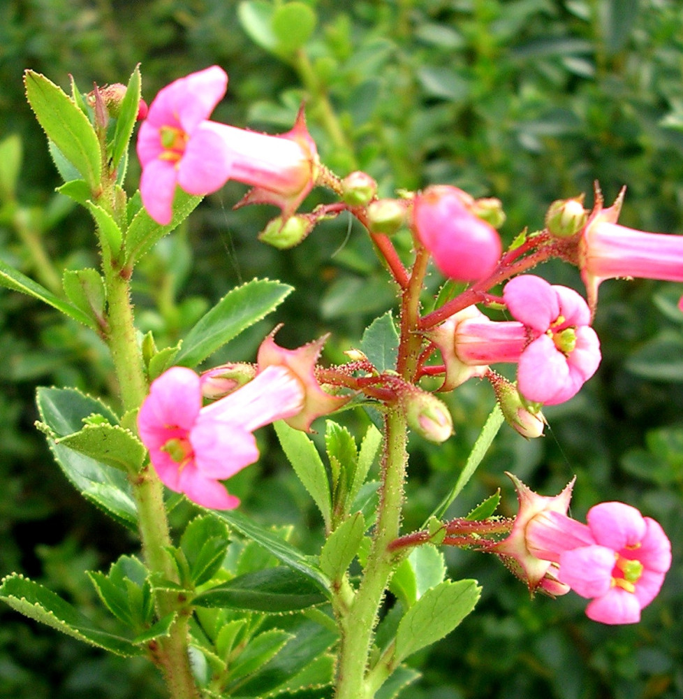 Escallonia rubra var. macrantha / Escallonia rubra macrantha Escall...