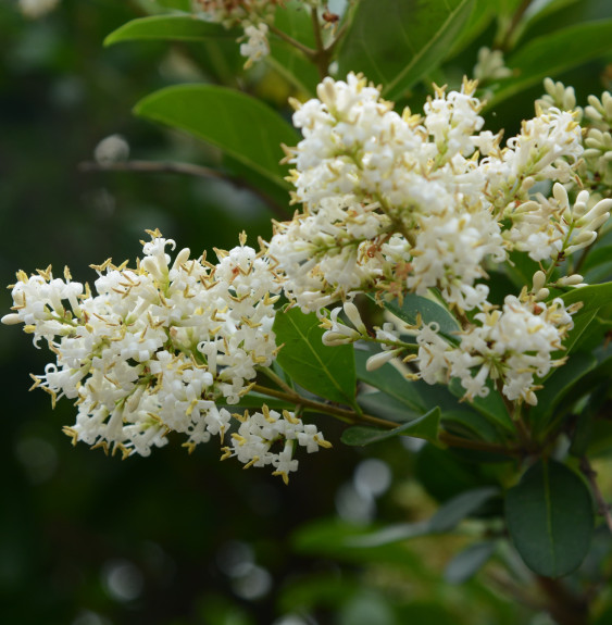 Pépinières Français PF_VIBURNUM-o VIBURNUM odoratissimum / Viorne odoratissimum