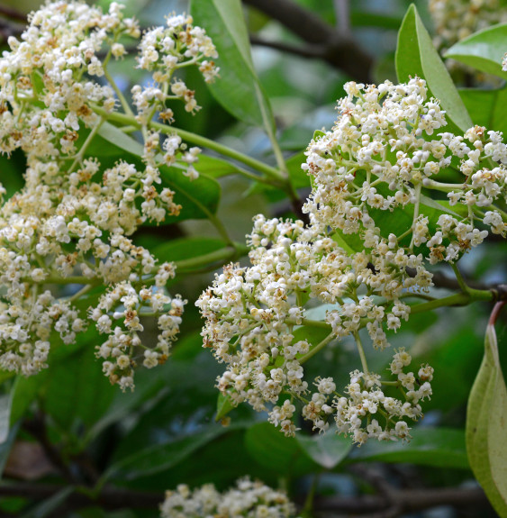 VIBURNUM odoratissimum / Viorne odoratissimum Arbustes