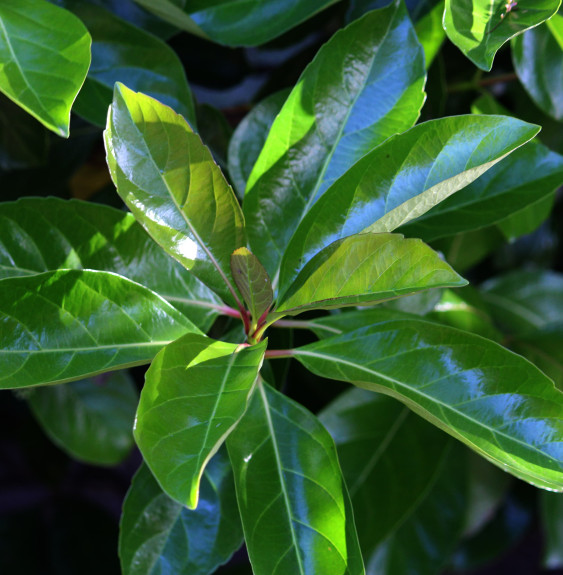 VIBURNUM odoratissimum / Viorne odoratissimum Arbustes