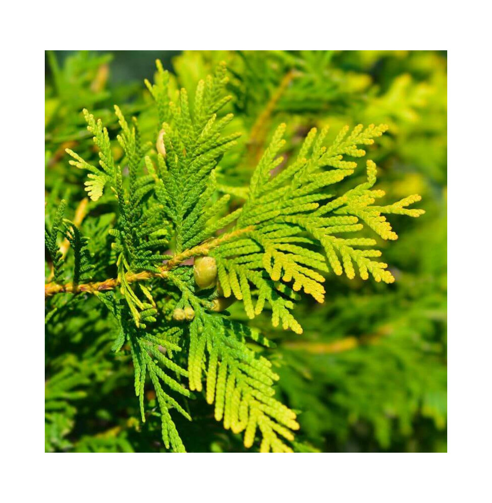 Chamaecyparis lawsoniana 'Ivonne' / Cyprès de Lawson, Faux cyprès C...