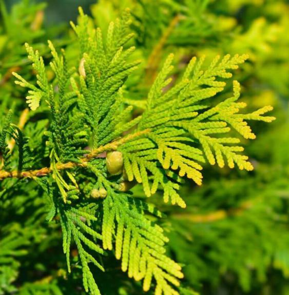 Chamaecyparis lawsoniana 'Ivonne' / Cyprès de Lawson, Faux cyprès C...