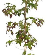 LIQUIDAMBAR styraciflua / Copalme d'Amérique Arbres