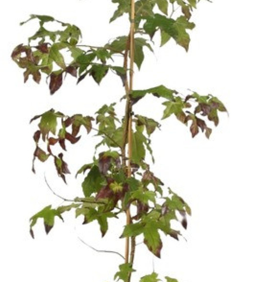 LIQUIDAMBAR styraciflua / Copalme d'Amérique Arbres