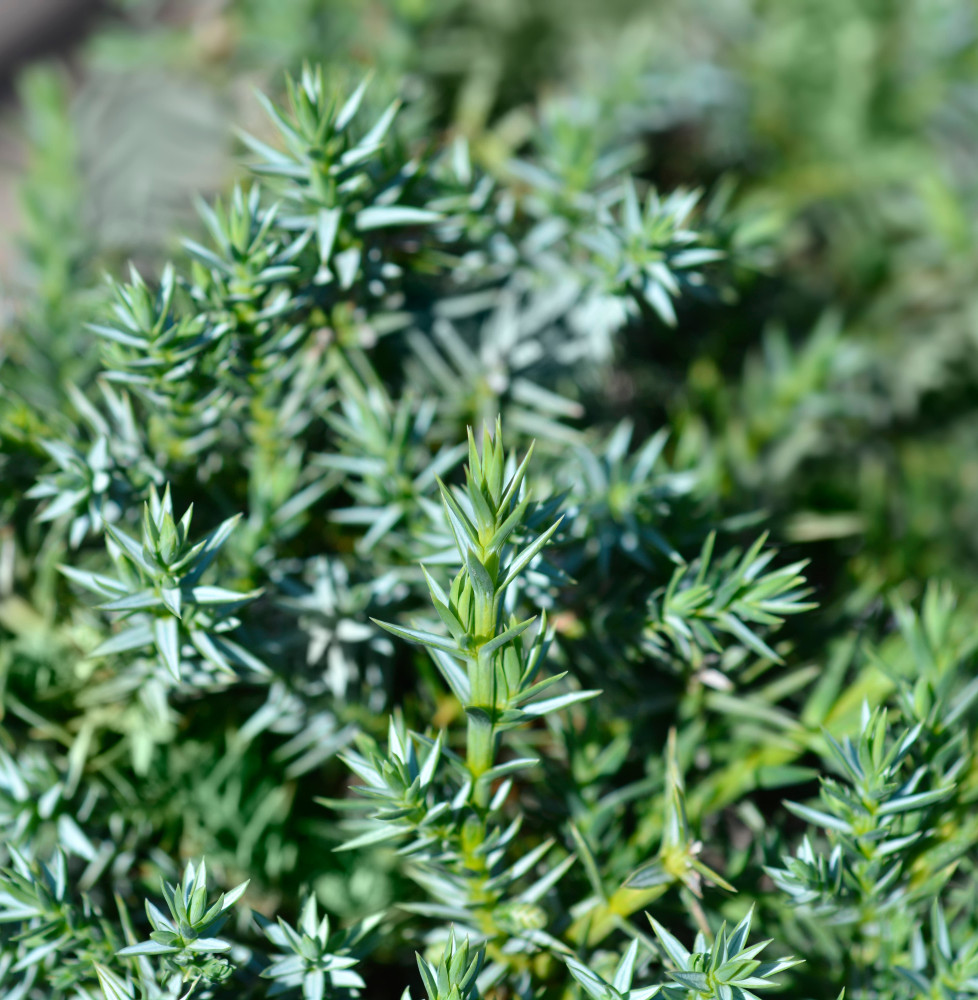 JUNIPERUS chinensis ‘Blue Alps’ / Genévrier de Chine 'Blue Alps' Co...