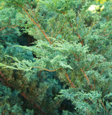 JUNIPERUS chinensis ‘Blue Alps’ / Genévrier de Chine 'Blue Alps' Co...