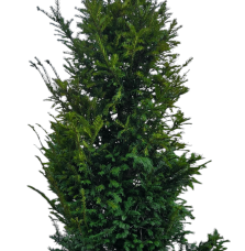 Pépinières Français PF_TAXUS-bacc TAXUS baccata / If commun