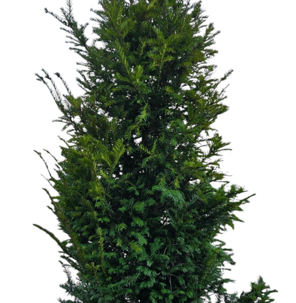 Pépinières Français PF_TAXUS-bacc TAXUS baccata / If commun