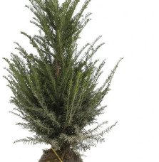 Pépinières Français PF_TAXUS-bacc TAXUS baccata / If commun