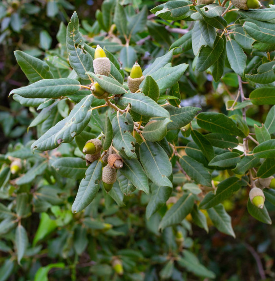 "Quercus Ilex - Le Chêne Vert incontournable pour votre jardin !"