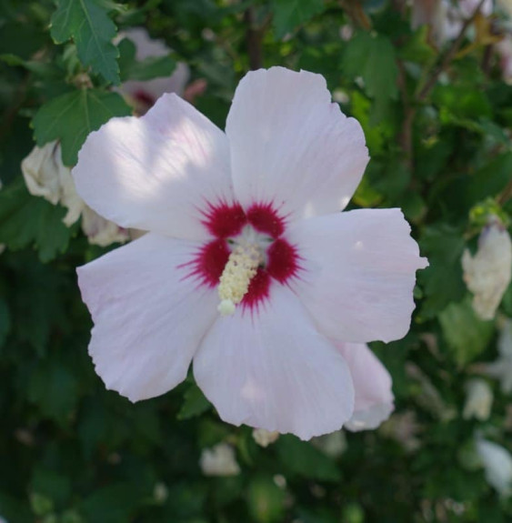 HIBISCUS syriacus ‘Red Heart’ / Mauve en arbre 'Red Heart'