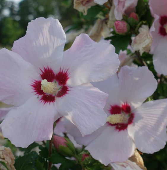 HIBISCUS syriacus ‘Red Heart’ / Mauve en arbre 'Red Heart'