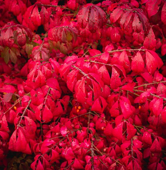 EUONYMUS alatus ‘Compactus’ / Fusain ailé 'Compactus'