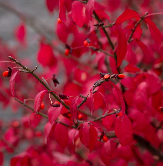 EUONYMUS alatus ‘Compactus’ / Fusain ailé 'Compactus'