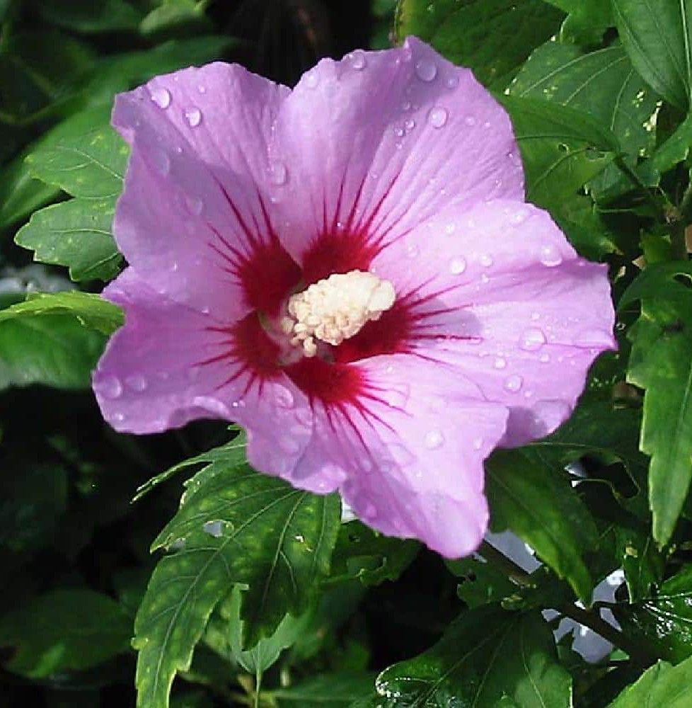 HIBISCUS syriacus ‘Woodbridge’ / Mauve en arbre 'Woodbridge'