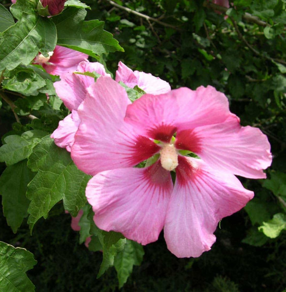 HIBISCUS syriacus ‘Woodbridge’ / Mauve en arbre 'Woodbridge'